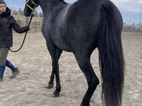 Farasi jike, Friesian — picha 6