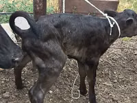 Ng'ombe jike, Russian Black pied cattle — picha 4