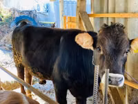 Ng'ombe dume, Swiss cattle — picha 2