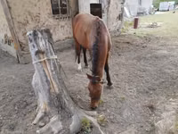 Caballo, Karachay horse — foto 3