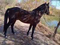 Farasi dume, Karabair horse — picha 4