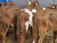 Rinder (Partie, Geschlecht nicht angegeben), Simmental cattle — Foto 2