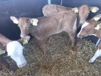 Bull, Simmental cattle — photo 1