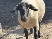 كبش, White Suffolk sheep — الصورة 1