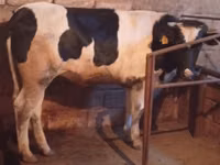 Kuh, Russian Black pied cattle — Foto 1