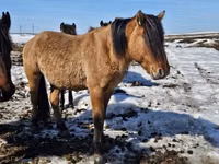 حصان, Mugalzhar horse — الصورة 3