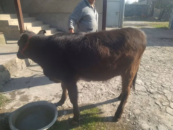 Kuh, Swiss cattle