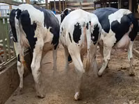 Vaca, Raza Holstein — foto 2