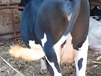 Ng'ombe jike, Banda la Holstein — picha 2