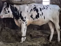Cow, Russian Black pied cattle — photo 2