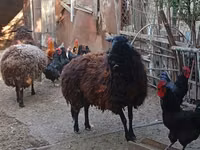 母羊, Karabakh sheep — 照片 3