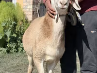 मेढ़ा, Arashan sheep — फ़ोटो 2