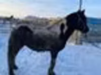 Caballo, Yakutian horse — foto 6