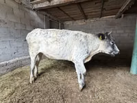 Ng'ombe jike, Swiss cattle — picha 7