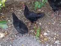 Chickens — photo 1