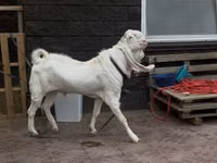 Mbuzi dume, Gulabi goats — picha 1