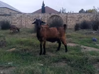 عنزة, الماعز — الصورة 3