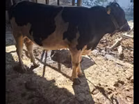 Ng'ombe dume, Red Estonian cattle — picha 4