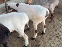 Ram, Sheep — photo 4
