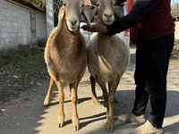 भेड़, Arashan sheep — फ़ोटो 6