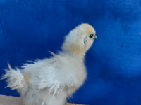 Brahma — Foto 5