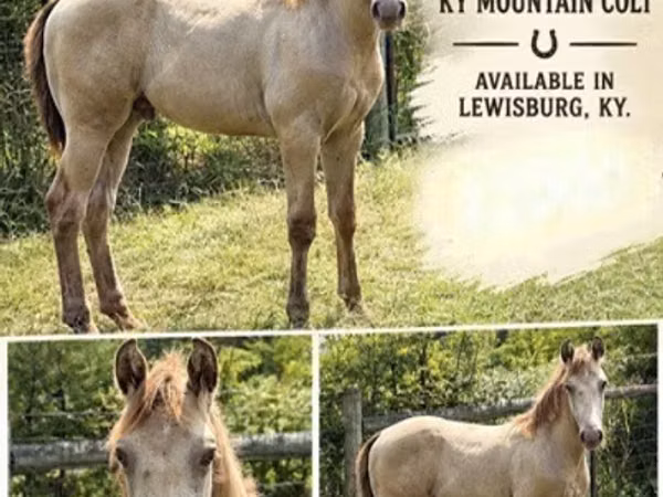 Hengst, Kentucky mountain daddle horse