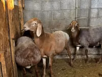 Oveja, Katum sheep — foto 4