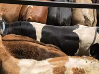 Bull, Cattle — photo 1