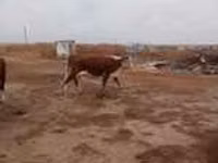 Cow, Red Steppe Cow — photo 5
