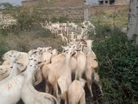 Cabras (lote, sexo no especificado), Somali goats — foto 1
