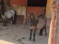 Farasi jike, Shetland Pony — picha 1