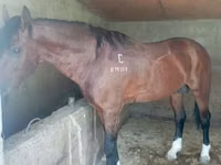 Farasi dume, Kustanai horse — picha 1