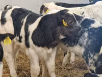 Rinder (Partie, Geschlecht nicht angegeben), Simmental cattle — Foto 4