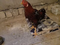 Chickens — picha 8