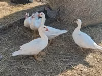 Ducks — photo 5