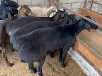 Ram, Sheep — photo 3