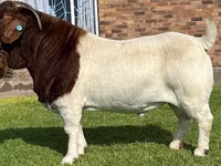 Mbuzi (kikundi, jinsia haijatajwa), Boer goat — picha 6