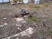 Ducks — foto 1