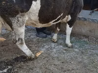 Ng'ombe jike, Simmental cattle — picha 5