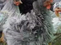 Bantam Pekín — foto 3