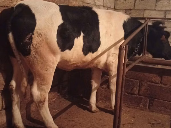 Cow, Russian Black pied cattle