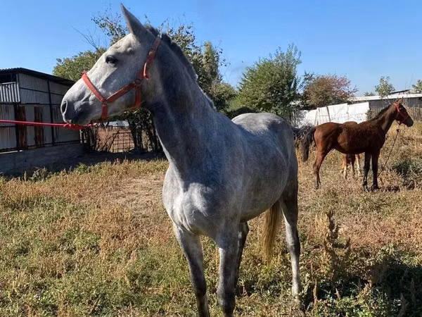 Caballo, Caballos