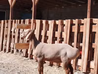Dume la kondoo, Rhon sheep — picha 2