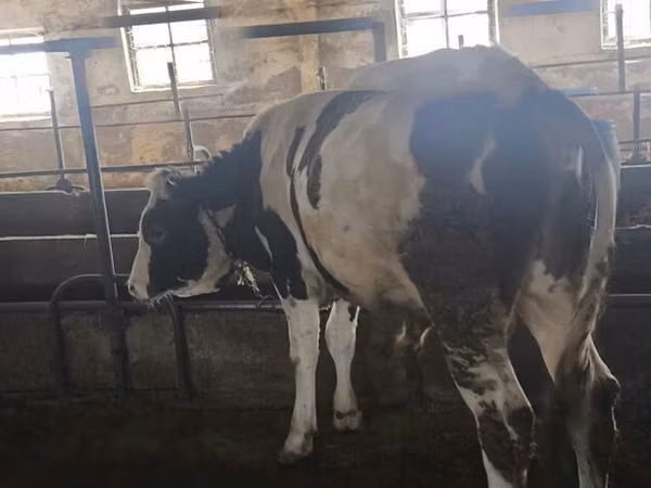 Ng'ombe dume, Simmental cattle