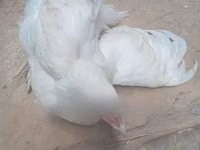 Shamo chickens — photo 8