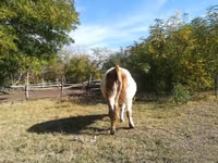 Cow, Hungarian Grey breed — photo 4