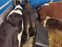 Toro, Simmental cattle — foto 6
