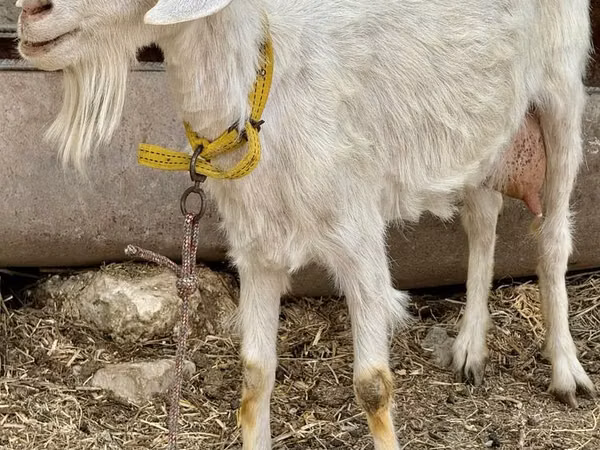 Mbuzi jike, Saanen goat