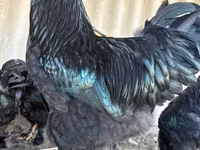 Jersey Giant — Foto 1