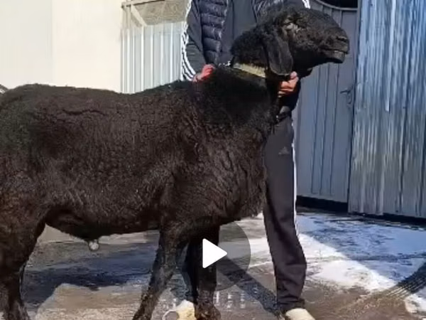 Dume la kondoo, Arashan sheep